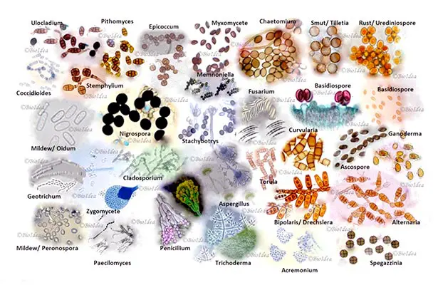 Various types of fungal spores and molds.